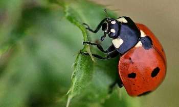 Puzzle 4909 - Coccinelle