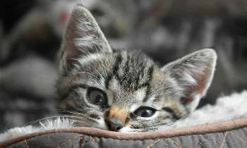 Puzzle 5167 - Chaton trop mignon