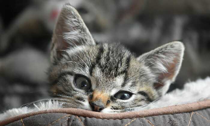 Puzzle Chaton trop mignon