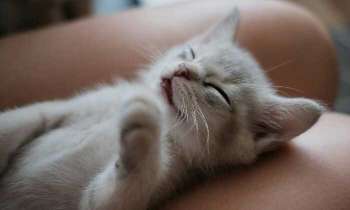 Puzzle 5021 - Chaton tout mignon