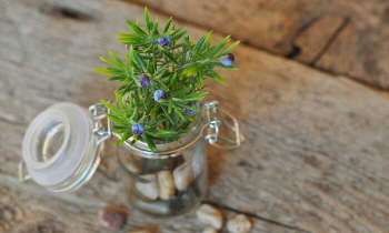 Puzzle 5131 - Plante en pot
