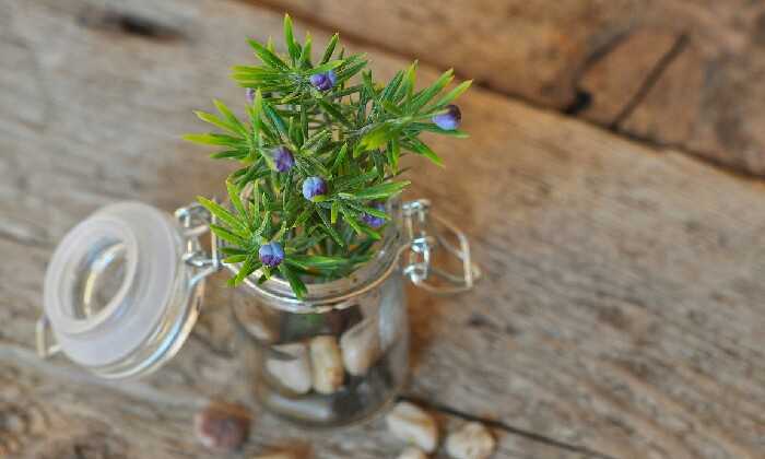 Puzzle Plante en pot