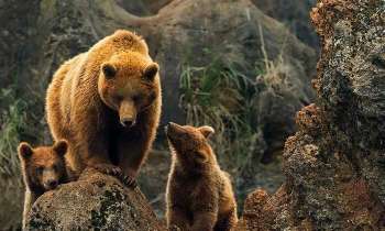 Puzzle 5027 - Les ours