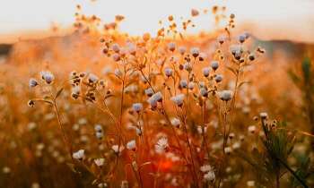 Puzzle 5157 - Fleurs au coucher du soleil