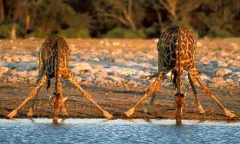 Puzzle 5097 - Girafes se désaltérant
