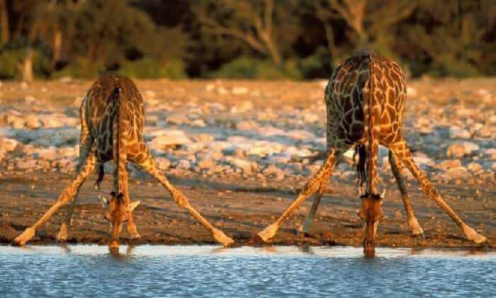 Puzzle Girafes se désaltérant