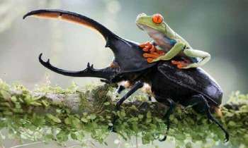 Puzzle 4996 - scarabée et grenouille