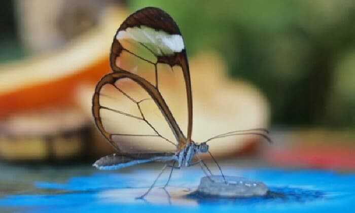 Puzzle Papillon aux ailes de verre