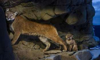 Puzzle 10989 - Une femelle puma et son petit
