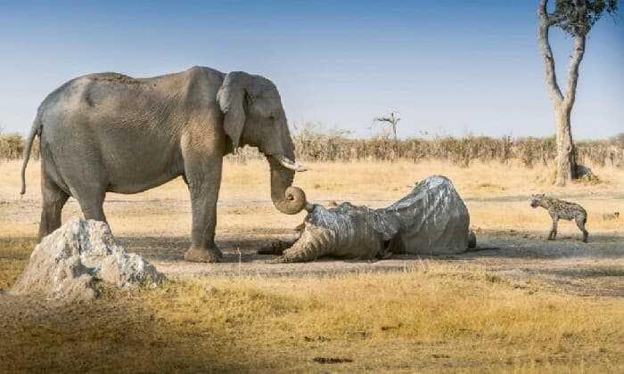 Puzzle Eléphant se protégeant