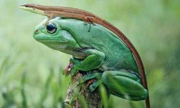 Puzzle 5026 - Grenouille verte