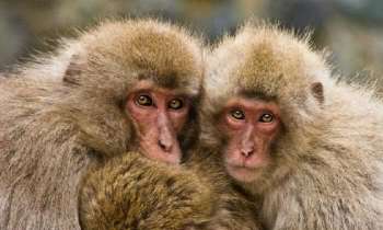 Puzzle 5052 - Une famille de macaques