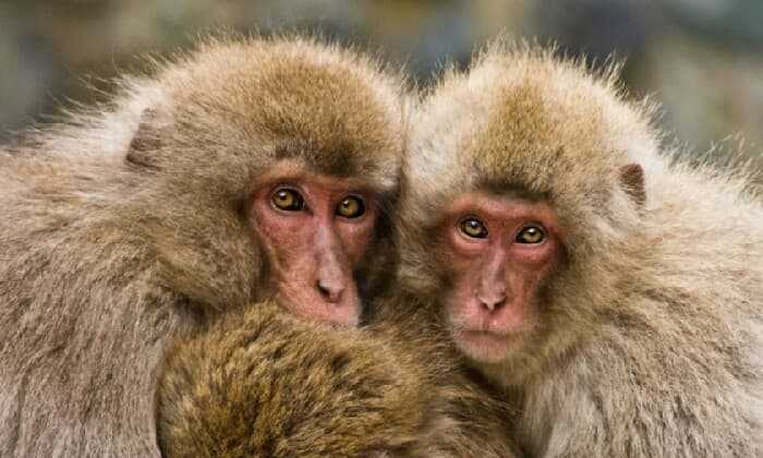 Puzzle Une famille de macaques