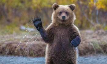 Puzzle 4946 - le salut de l'ours