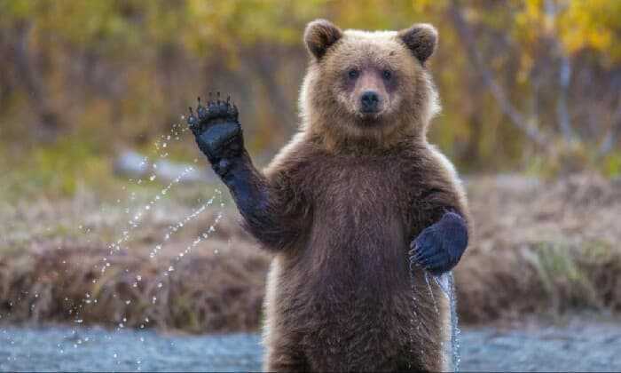 Puzzle le salut de l'ours