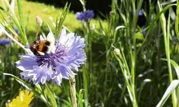 Puzzle 4950 - Abeille sur une fleur