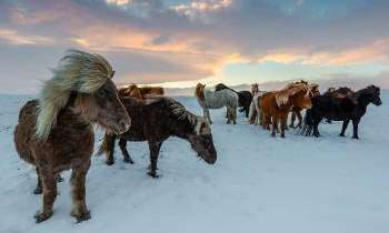 Puzzle 5064 - Chevaux d'Islande