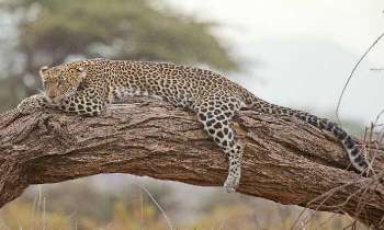 Puzzle 5102 - Sieste du léopard