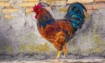 Puzzle 5152 - Le coq majestueux
