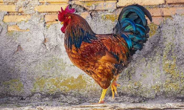 Puzzle Le coq majestueux