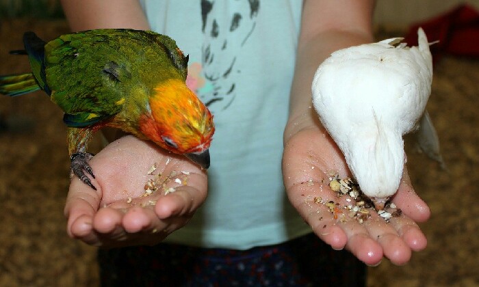 Puzzle Picorer dans les mains