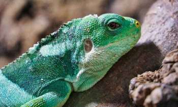 Puzzle 5206 - Iguane aux aguets