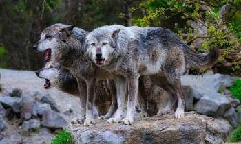Puzzle 5232 - 2 loups