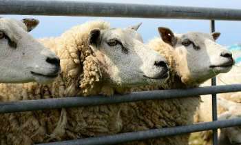 Puzzle 5235 - Les 3 moutons