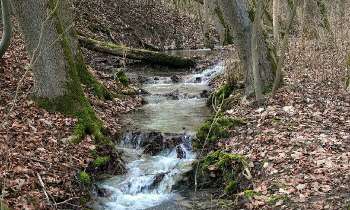 Puzzle 10070 - Ruisseau en forêt