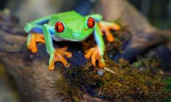 Puzzle 5109 - Grenouille colorée