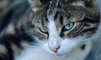 Puzzle 5328 - Chat aux yeux bleus