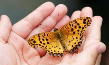 Puzzle 5220 - Papillon orange