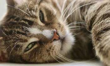 Puzzle 5253 - Chat adorable