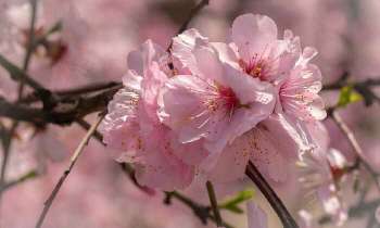 Puzzle 5333 - Fleurs de cerisier