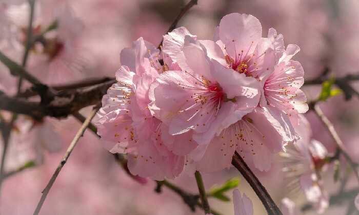 Puzzle Fleurs de cerisier