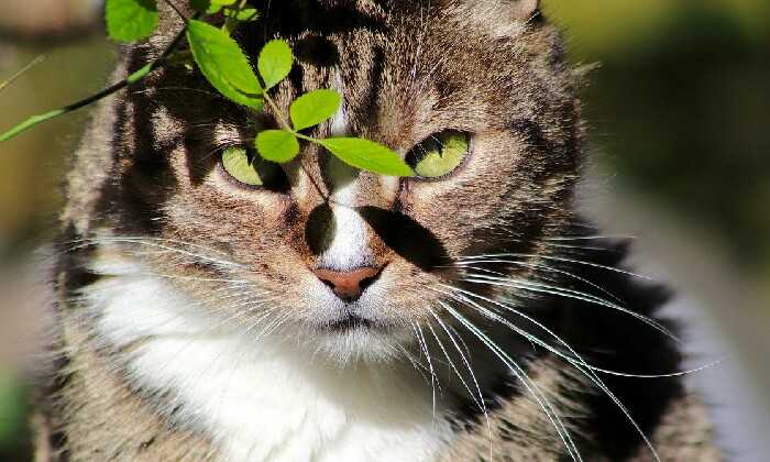 Puzzle Le guetteur