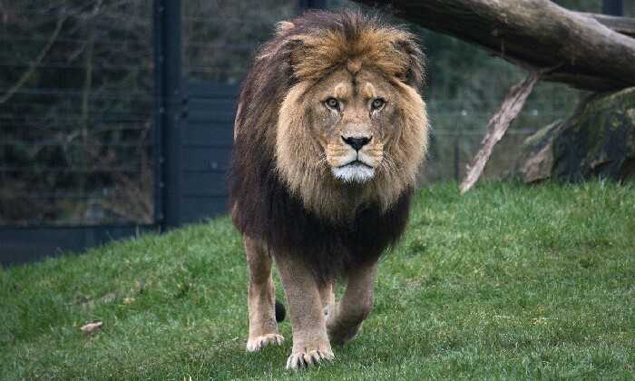Puzzle Le roi de la jungle