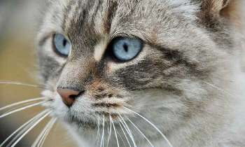 Puzzle 5271 - Chat au regard vif