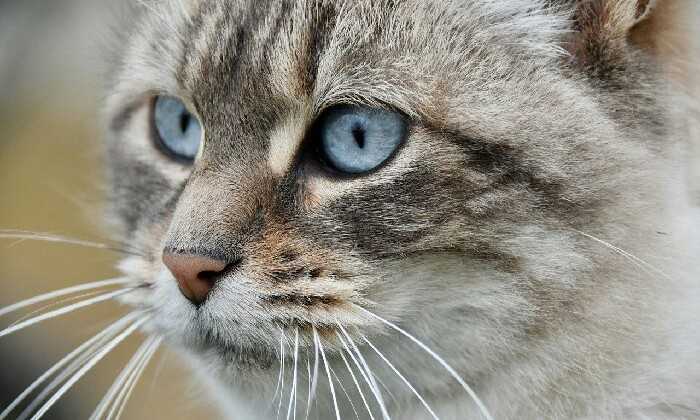 Puzzle Chat au regard vif