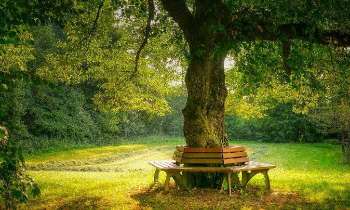Puzzle 5171 - Bancs autour d'un arbre