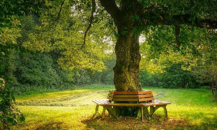 Puzzle Bancs autour d'un arbre