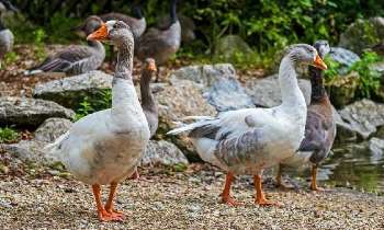 Puzzle 5193 - Des oies