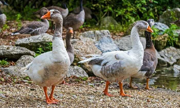Puzzle Des oies