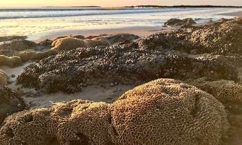 Puzzle 5168 - Plage de la Normandelière