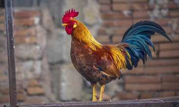 Puzzle 5308 - Coq de la basse-cour