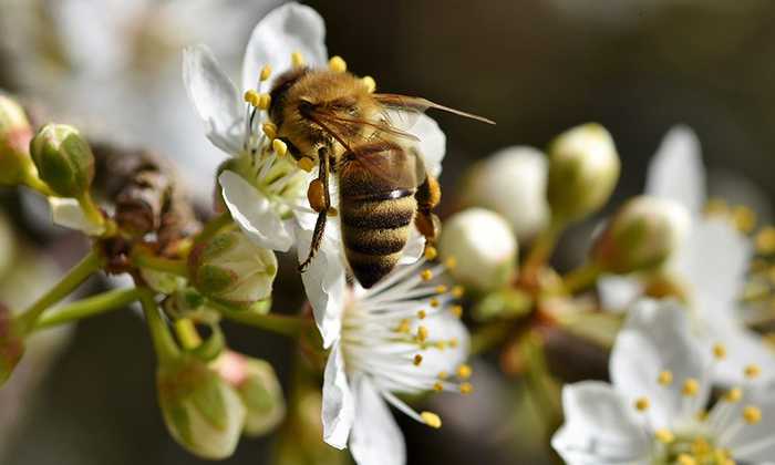 Puzzle Abeille au travail