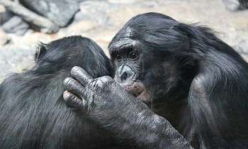 Puzzle 5214 - 2 bonobos