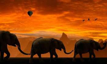 Puzzle 5224 - La marche des éléphants