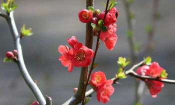 Puzzle 5187 - Arbre en fleur