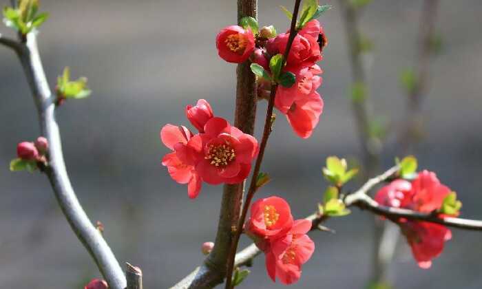 Puzzle Arbre en fleur